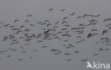 White-fronted goose (Anser albifrons)