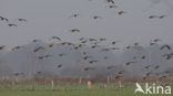 White-fronted goose (Anser albifrons)