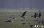 White-fronted goose (Anser albifrons)