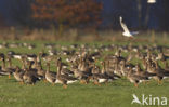White-fronted goose (Anser albifrons)