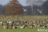 White-fronted goose (Anser albifrons)