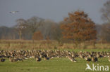 White-fronted goose (Anser albifrons)