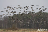 White-fronted goose (Anser albifrons)