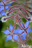 Borage (Borago officinalis)