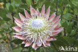 King protea (Protea cynaroides)