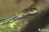 Copperhead Ratsnake (Elaphe radiata)