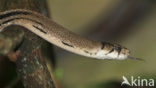 Copperhead Ratsnake (Elaphe radiata)