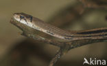 Copperhead Ratsnake (Elaphe radiata)