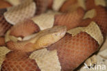 Broad-banded copperhead (Agkistrodon contortrix)