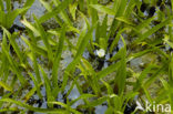 Watersoldier (Stratiotes aloides)