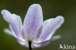 Krokus (Crocus spec.)