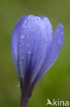 Krokus (Crocus spec.)