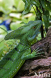 green basilisk (Basiliscus plumifrons)