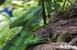 kroonbasilisk (Basiliscus plumifrons)