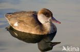 Red-crested Pochard (Netta rufina)