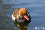 Red-crested Pochard (Netta rufina)