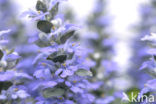 Bugle (Ajuga reptans)