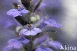 Kruipend zenegroen (Ajuga reptans)