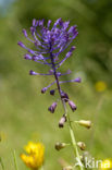 Tassel Hyacinth (Muscari comosum)