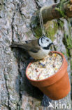 Kuifmees (Parus cristatus)