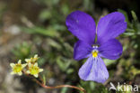 Spurred Viola (Viola calcarata)