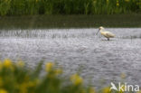Eurasian Spoonbill (Platalea leucorodia)