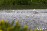 Lepelaar (Platalea leucorodia)