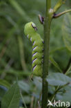 Privet Hawk-moth (Sphinx ligustri)