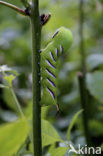 Privet Hawk-moth (Sphinx ligustri)