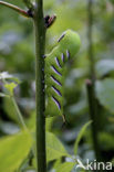 Ligusterpijlstaart (Sphinx ligustri)