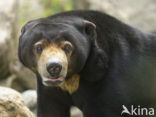 sun bear