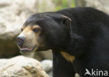 sun bear