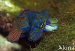 Mandarinfish (Synchiropus splendidus)