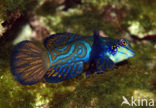 Mandarinfish (Synchiropus splendidus)
