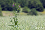 Mariadistel (Silybum marianum)