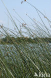 Mattenbies (Scirpus lacustris)