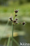 Mattenbies (Scirpus lacustris)