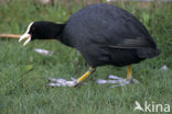 Common Coot (Fulica atra)