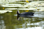 Common Coot (Fulica atra)