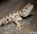 Desert Spiny Lizard (Sceloporus magister)