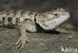 Desert Spiny Lizard (Sceloporus magister)