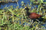Mexicaanse Jacana (Jacana spinosa)
