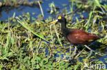 Mexicaanse Jacana (Jacana spinosa)