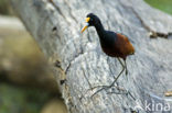 Mexicaanse Jacana (Jacana spinosa)