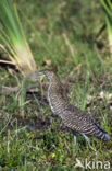 Mexicaanse tijgerroerdomp (Tigrisoma mexicanum)