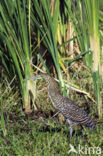 Mexicaanse tijgerroerdomp (Tigrisoma mexicanum)