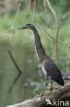 Mexicaanse tijgerroerdomp (Tigrisoma mexicanum)