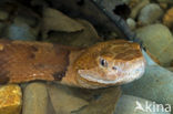 broad-banded copperhead (Agkistrodon contortrix laticinctus)