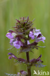 Moeraskartelblad (Pedicularis palustris) 