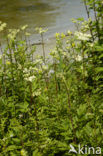 Moerasspirea (Filipendula ulmaria)